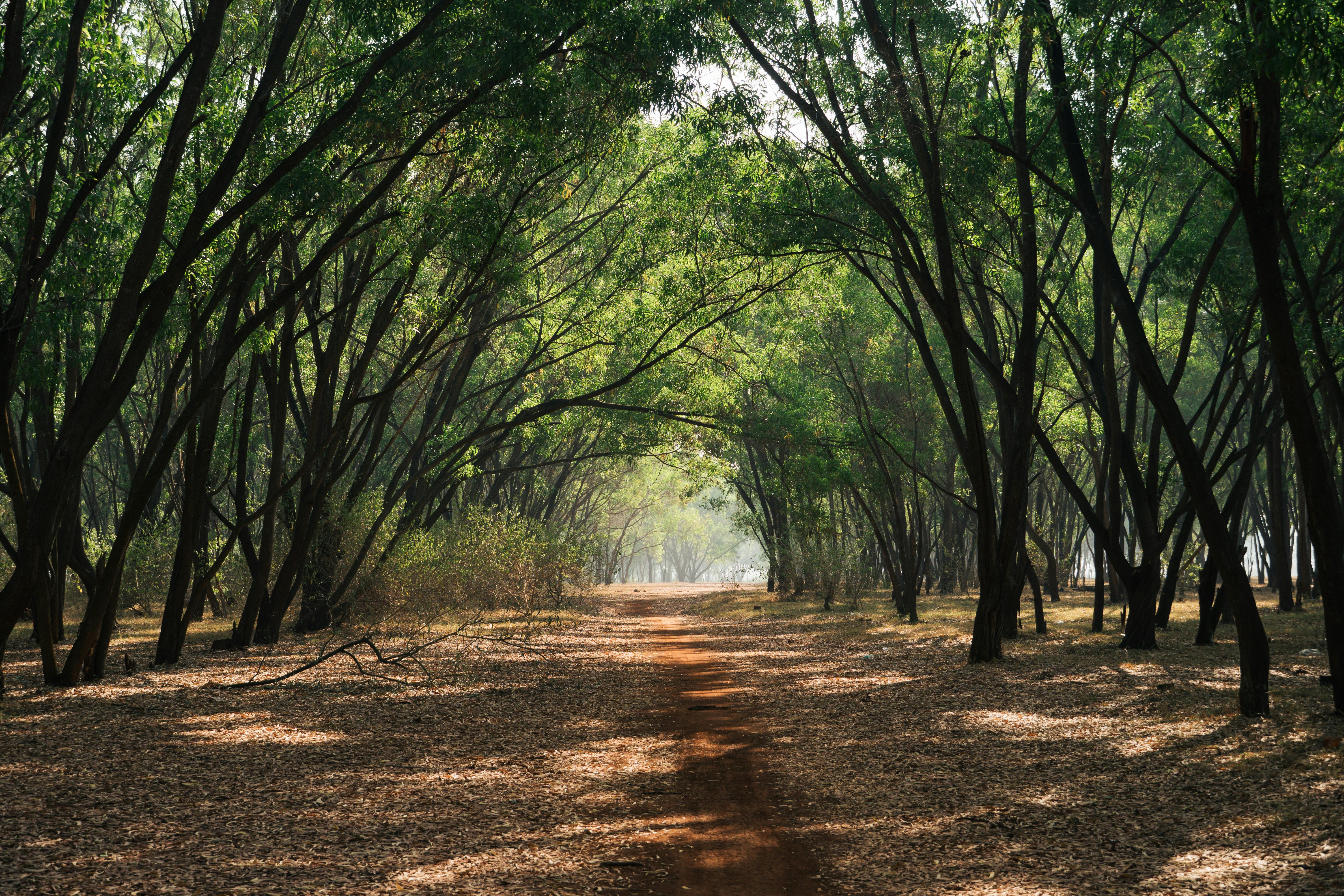 foret