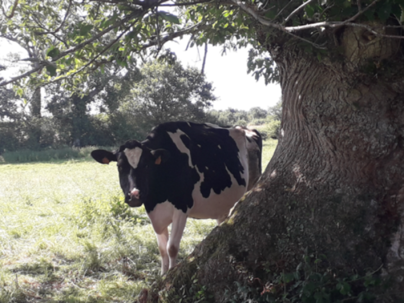 vache